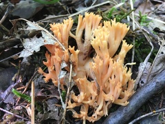 Ramaria subbotrytis