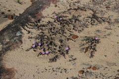 Braunsia maximilianii