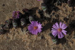 Braunsia maximilianii