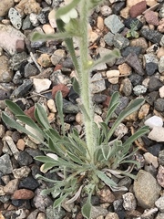 Oreocarya flavoculata