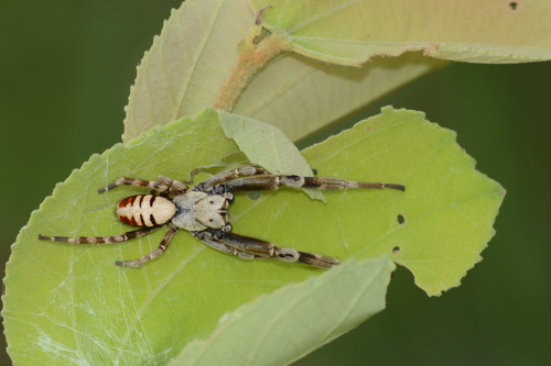 Stegodyphus pacificus | Native Nature