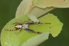 Stegodyphus pacificus