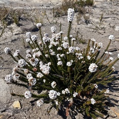 Epacris rigida