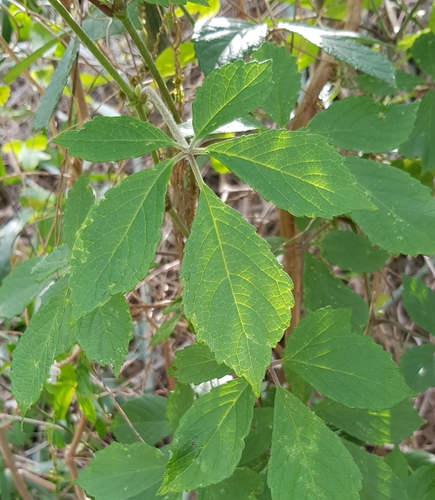 Cyphostemma hypoleucum