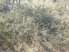 Leptospermum microcarpum