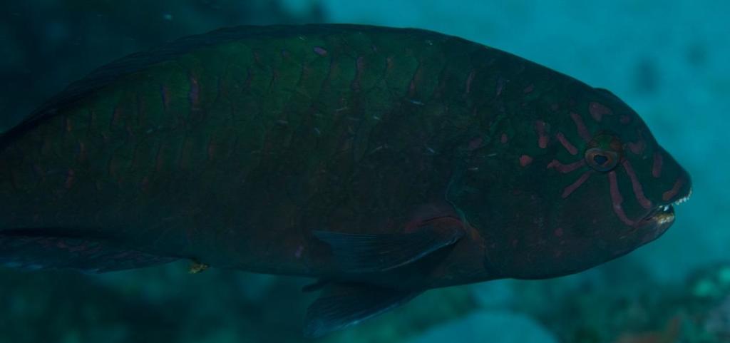 Carolines parrotfish