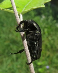 Protaetia angustata