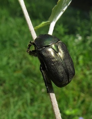Protaetia angustata