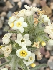 Oreocarya flavoculata