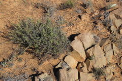 Mestoklema tuberosum