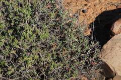 Mestoklema tuberosum