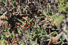 Mestoklema tuberosum