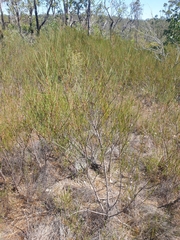 Acacia granitica