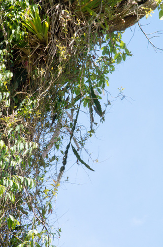 Pfeiffera boliviana