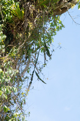 Pfeiffera boliviana