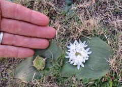 Massonia jasminiflora