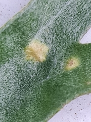 Puccinia chrysanthemi