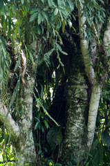Pfeiffera boliviana