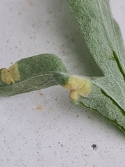 Puccinia chrysanthemi