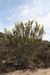 Leucadendron procerum