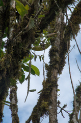 Pfeiffera boliviana