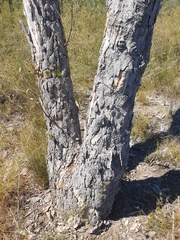 Eucalyptus bancroftii