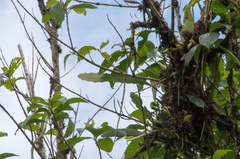Pfeiffera boliviana