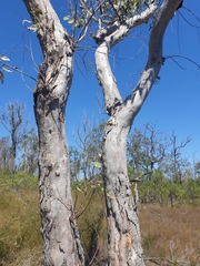 Eucalyptus bancroftii