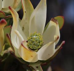 Leucadendron procerum