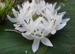 Massonia jasminiflora