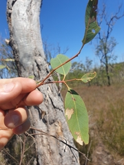 Eucalyptus bancroftii
