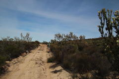 Leucadendron procerum