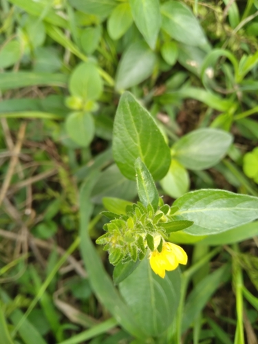 Yellow Justicia
