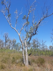 Eucalyptus bancroftii