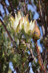 Leucadendron procerum