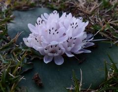 Massonia jasminiflora