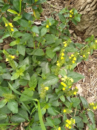 Yellow Justicia