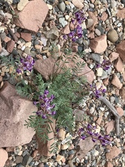 Astragalus desperatus