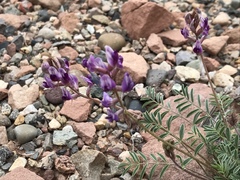 Astragalus desperatus