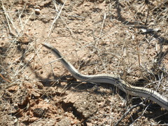 Salvadora deserticola
