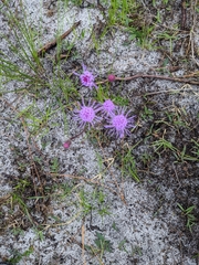 Carphephorus tomentosus