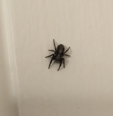 Pseudeuophrys lanigera