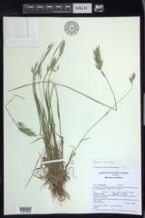 Bromus racemosus