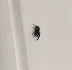 Pseudeuophrys lanigera