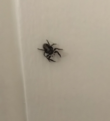 Pseudeuophrys lanigera