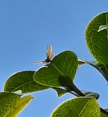 Leptotes pirithous
