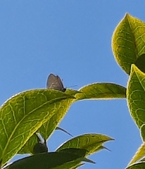 Leptotes pirithous