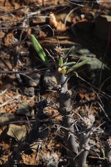 Pachypodium
