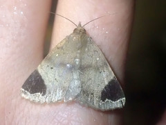 Mecodina poaphiloides