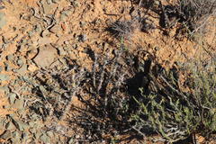 Pachypodium